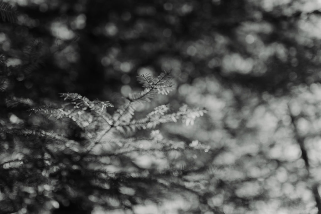 Branche de sapin en noir et blanc