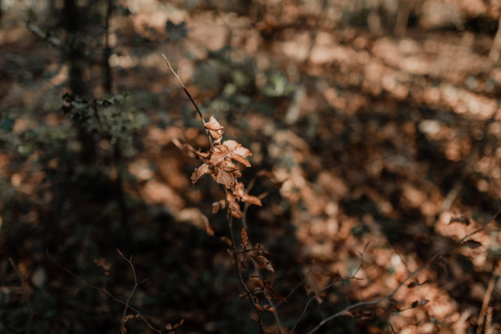 Feuille aux couleurs d'automne