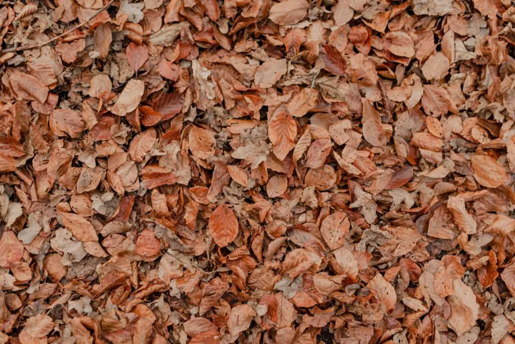 feuilles aux couleurs de l'automne