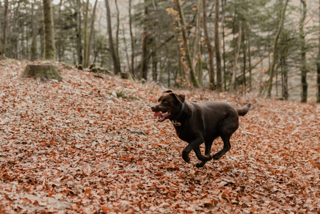 chien courant dans les feuilles