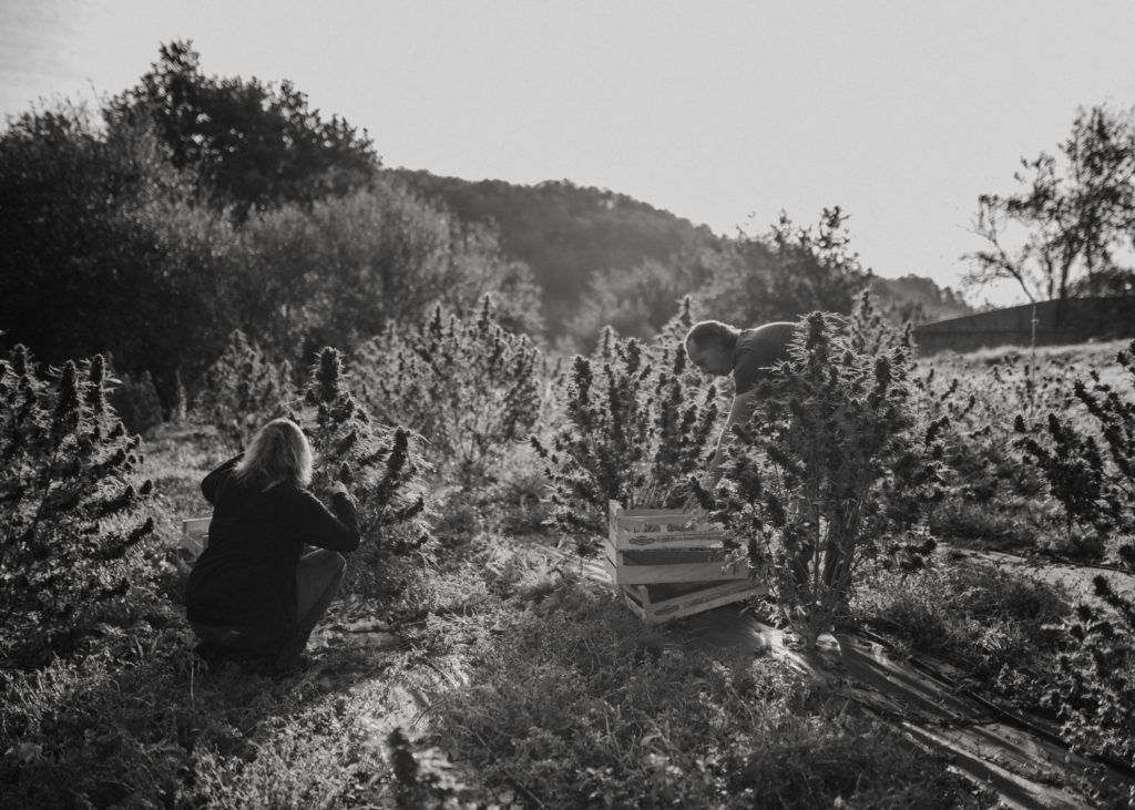 Reportage métier, cultivateur de chanvre