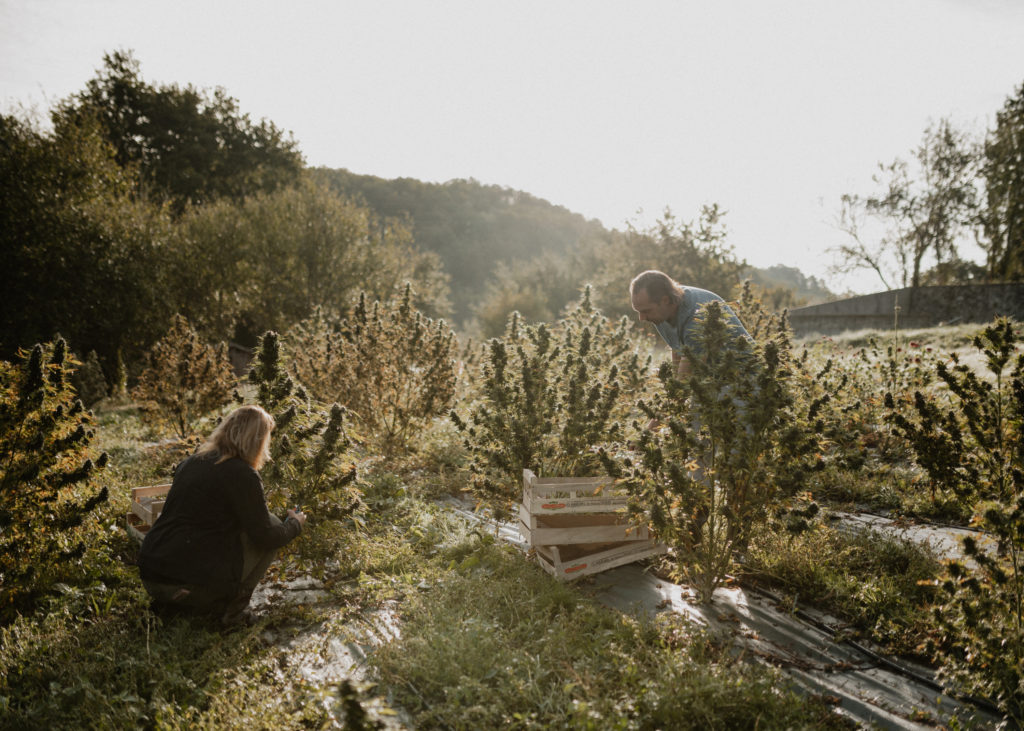 Terra Sudoris, ferme de chanvre thérapeutique