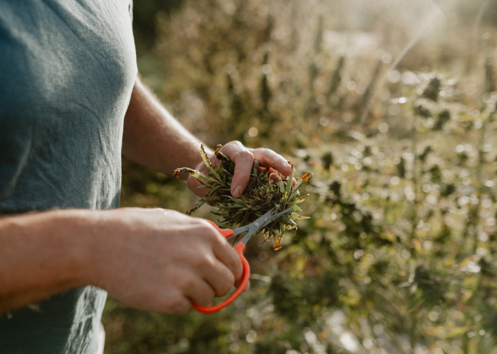 Cultivateur de chanvre