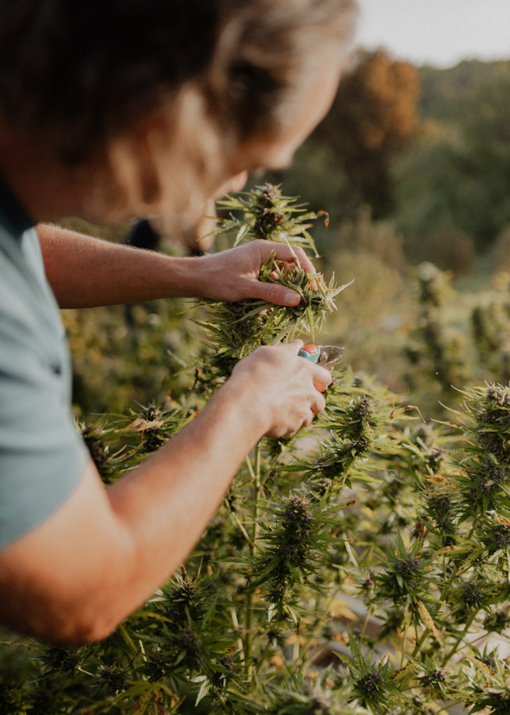 Récolte à la main du chanvre thérapeutique