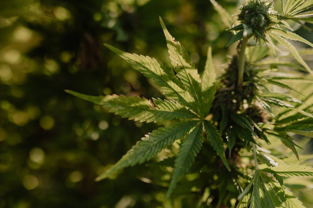 Feuille de chanvre thérapeutique