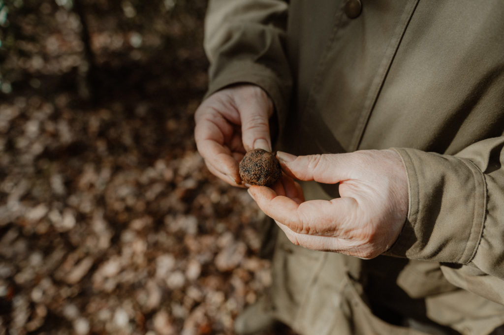 Reportage sur la trufficulture