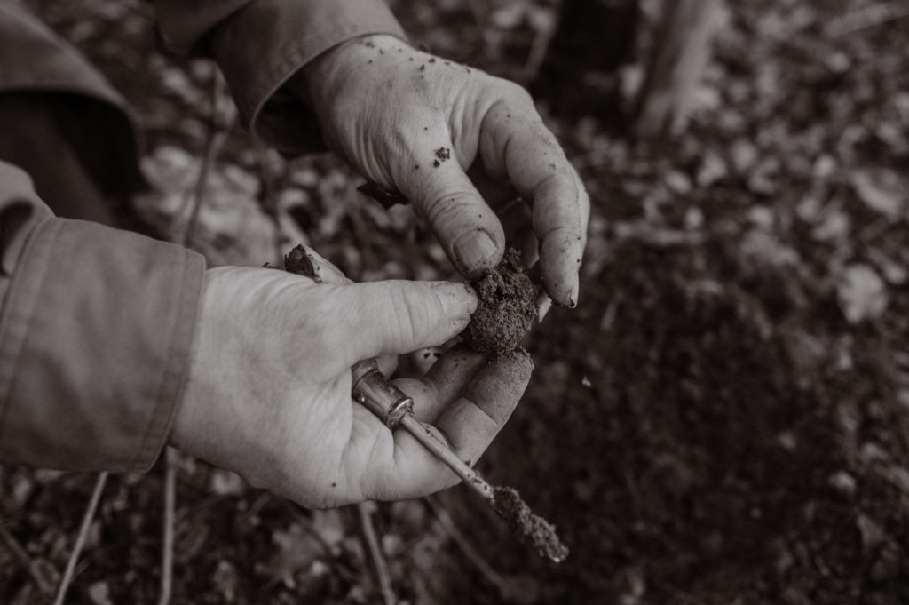 Truffe nettoyée par un trufficulteur
